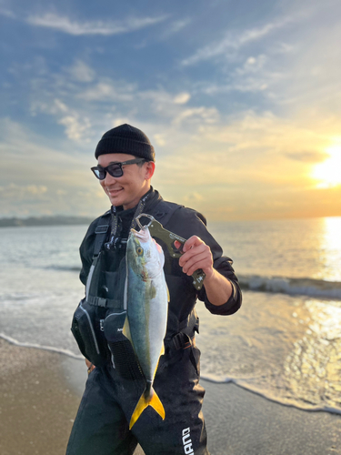 イナダの釣果