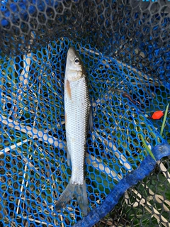 ニゴイの釣果