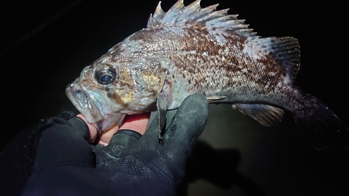 ソイの釣果