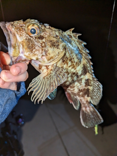 カサゴの釣果