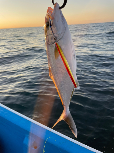 カンパチの釣果