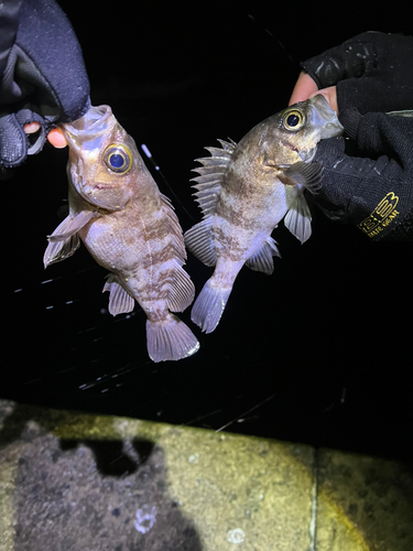 シロメバルの釣果