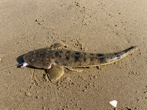 マゴチの釣果