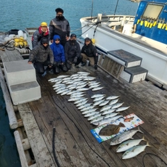 サワラの釣果