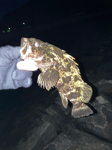 タケノコメバルの釣果