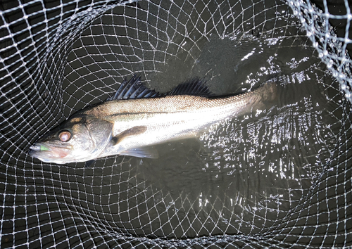 スズキの釣果