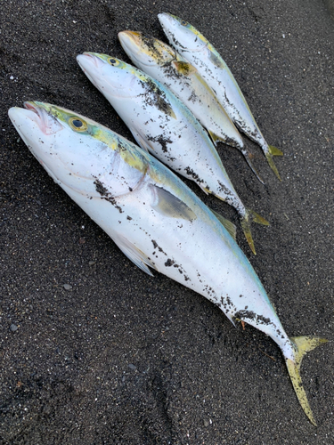 ブリの釣果