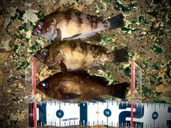 メバルの釣果