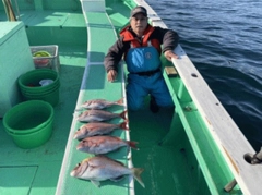 マダイの釣果