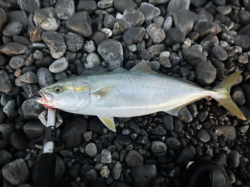 イナダの釣果