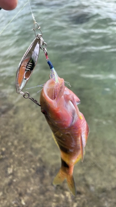 オジサンの釣果