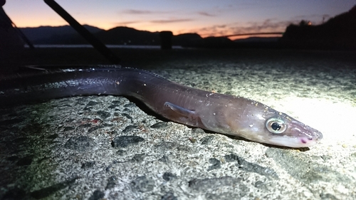 アナゴの釣果