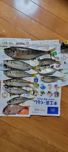 アジの釣果