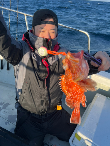 ウッカリカサゴの釣果