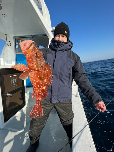 ウッカリカサゴの釣果