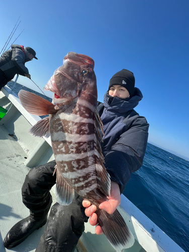 マハタの釣果