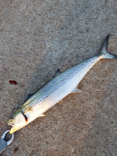 サワラの釣果