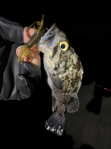 クロソイの釣果