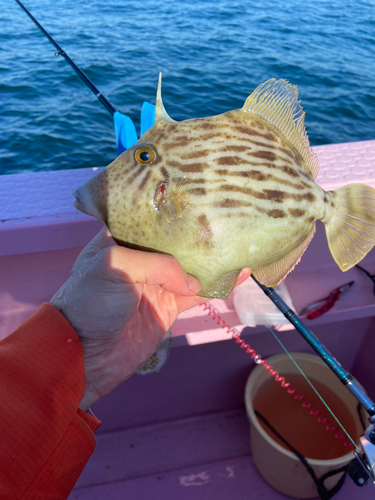 カワハギの釣果