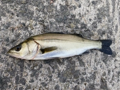 セイゴ（マルスズキ）の釣果