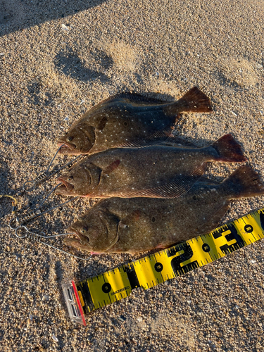 ヒラメの釣果