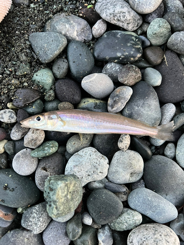 キスの釣果