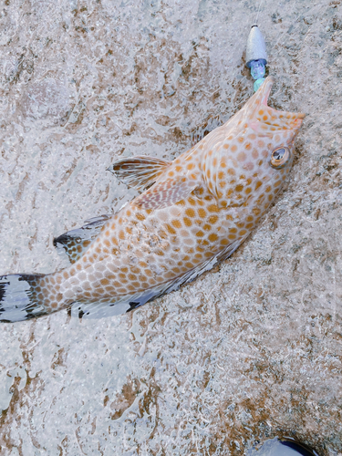 オオモンハタの釣果