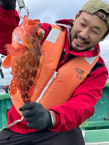 ウッカリカサゴの釣果