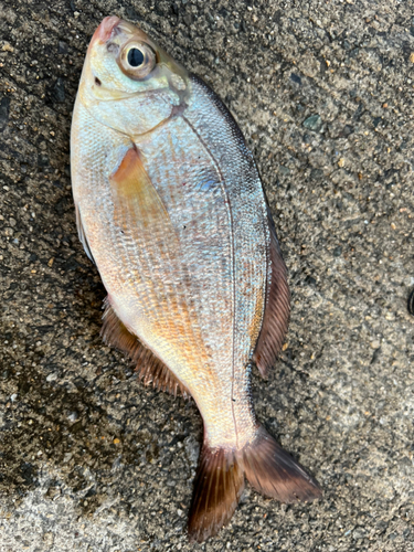 ウミタナゴの釣果