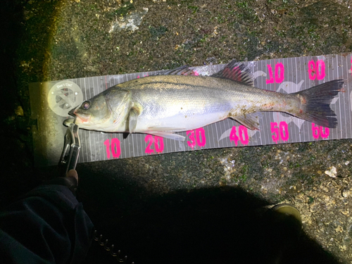 シーバスの釣果