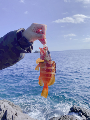 アカハタの釣果