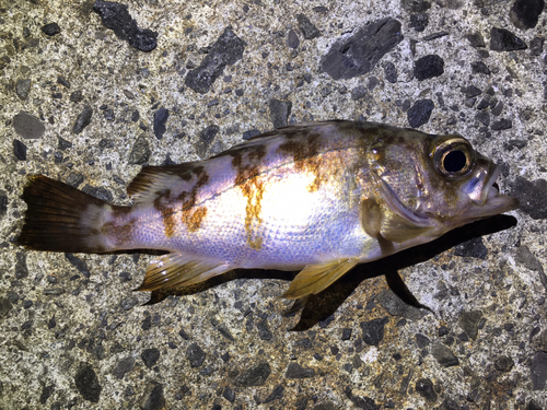 シロメバルの釣果