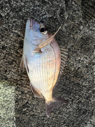 チャリコの釣果