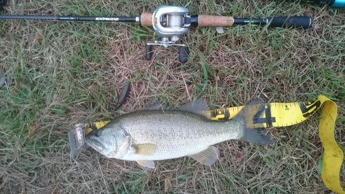 ブラックバスの釣果