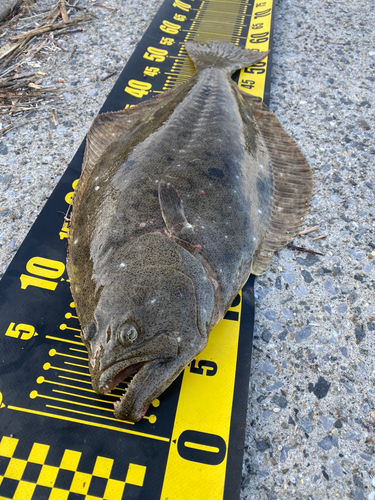 ヒラメの釣果