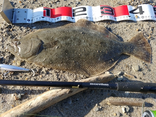 ヒラメの釣果