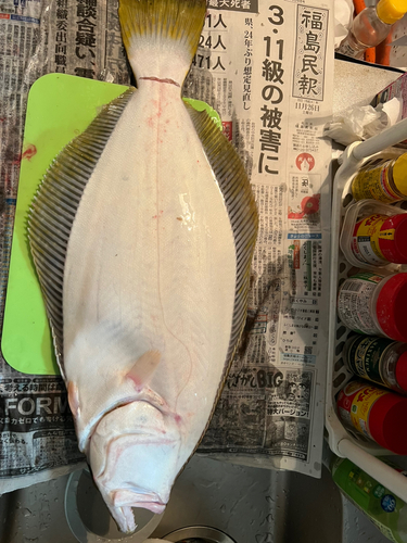 ヒラメの釣果