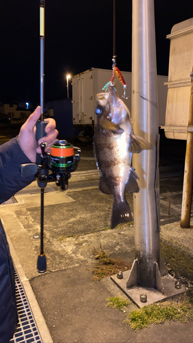 クロメバルの釣果