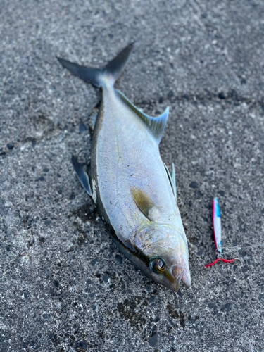 ショゴの釣果