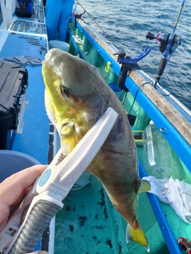 ショウサイフグの釣果