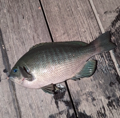 メジナの釣果