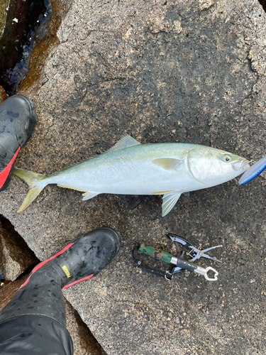 ハマチの釣果