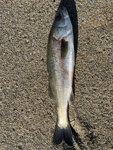 スズキの釣果