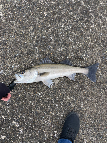 スズキの釣果