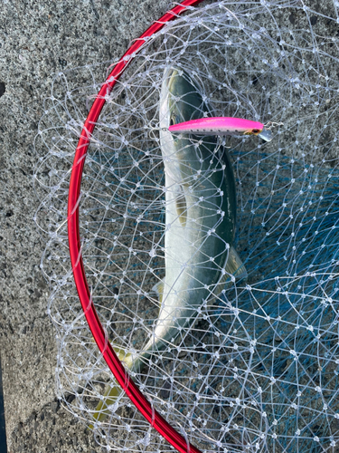 ヤズの釣果