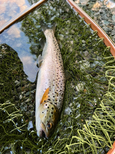 ブラウントラウトの釣果