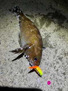 エゾメバルの釣果