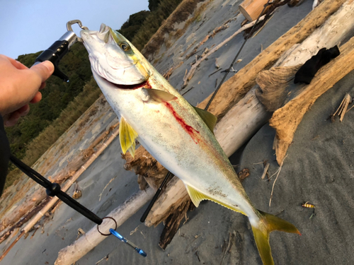 イナダの釣果