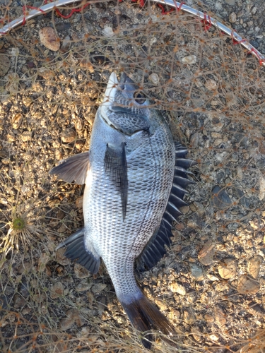 チヌの釣果