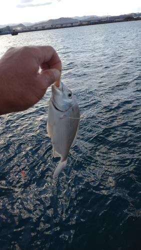 ヘダイの釣果